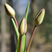 Day 113: Spring is About to Burst Open ! by jeanniec57