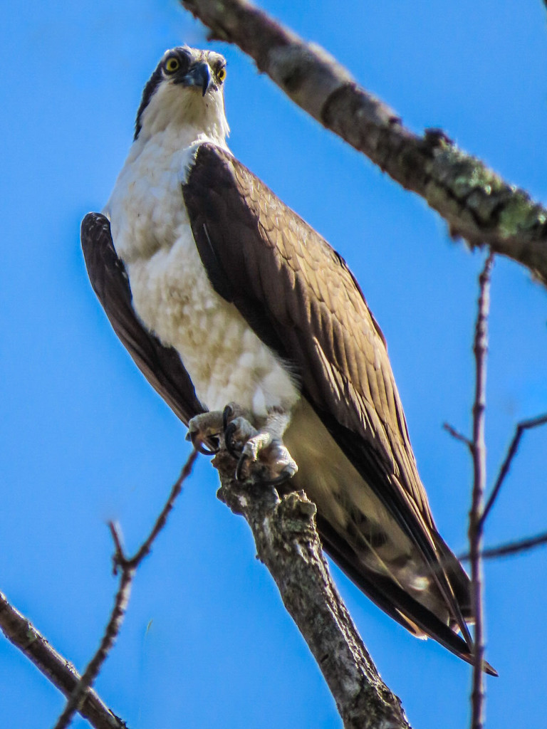 Osprey! by mzzhope