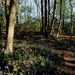 Bluebell Woods by allsop
