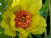 23rd Apr 2020 - the tree peony is in bloom