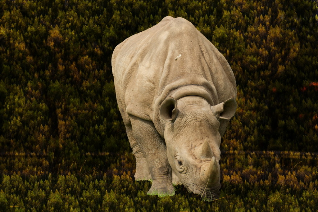 Photoshop fun with a Rhino by bizziebeeme