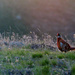 Pleasant Pheasant by gq