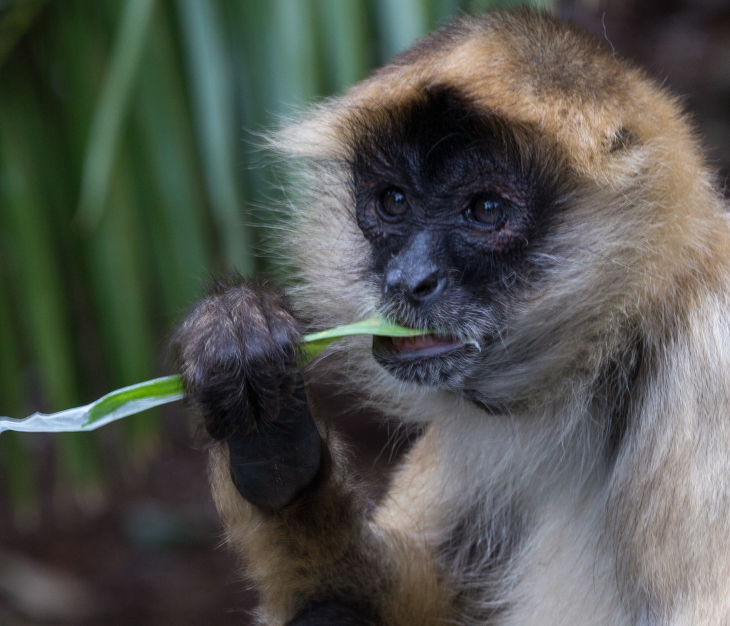 Lunchtime for this Monkey  by creative_shots