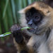 Lunchtime for this Monkey  by creative_shots