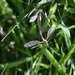 Dragonflies  by wakelys