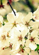 23rd Apr 2020 - Blossoms 23