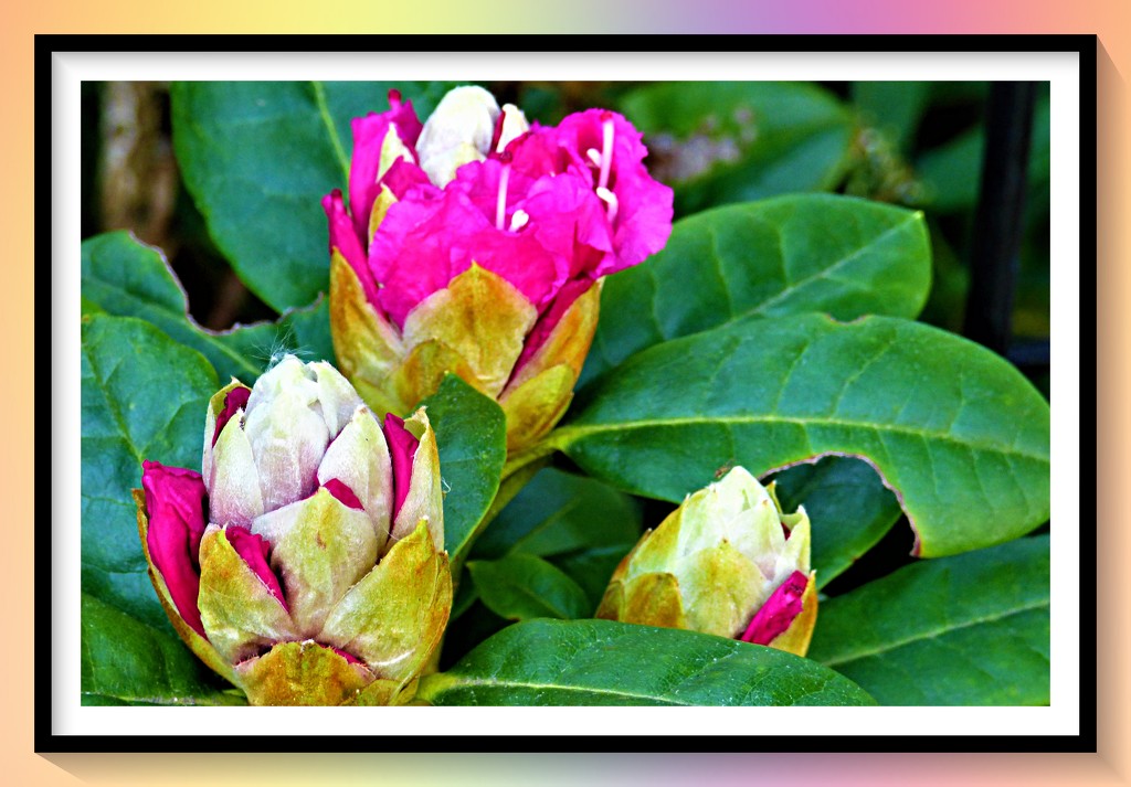 Rhododendrons  by beryl