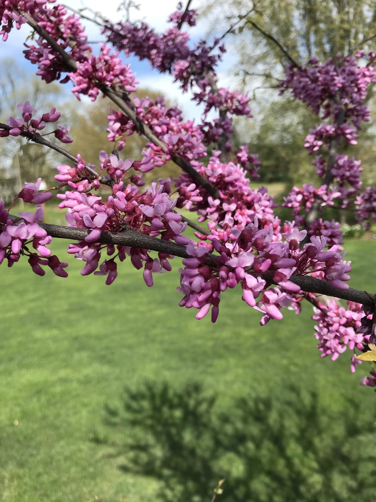 A Redbud and It’s Shadow by beckyk365