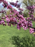 20th Apr 2020 - A Redbud and It’s Shadow