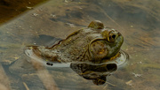 23rd Apr 2020 - frog 