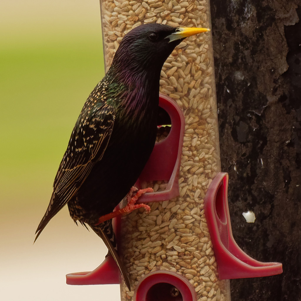 Invasive European starling by rminer