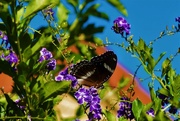 24th Apr 2020 - Common Crow Butterfly ~   