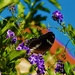 Common Crow Butterfly ~    by happysnaps