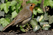 23rd Apr 2020 - ROBIN IS STILL AROUND