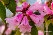 23rd Apr 2020 - Rhododendron