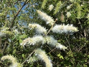 23rd Apr 2020 - Willow seeds