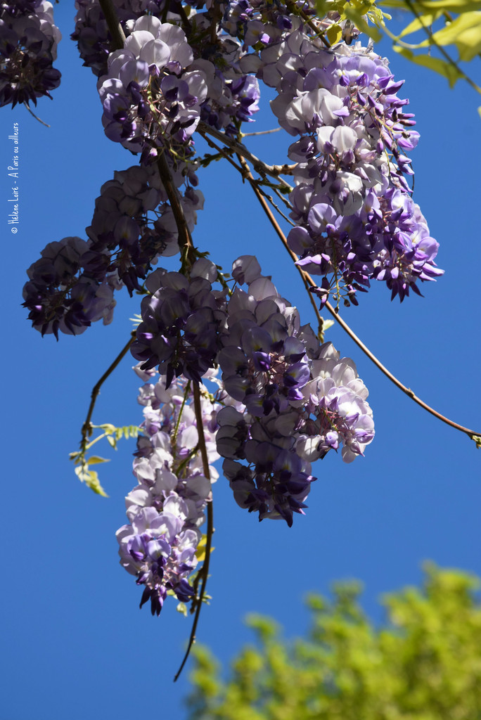 under the wisteria by parisouailleurs
