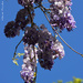 under the wisteria by parisouailleurs