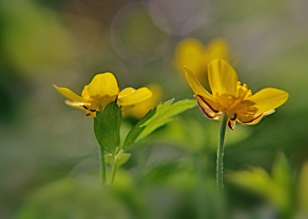 Tiny Yellow Flowers by lynnz