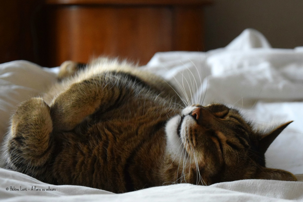 cute nap by parisouailleurs