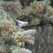 Audubon's Yellow-Rumped Warbler by stephomy