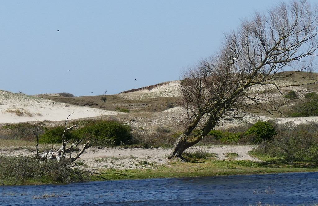 Dunes and tree at the shore of starremeer by marijbar