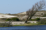 22nd Apr 2020 - Dunes and tree at the shore of starremeer