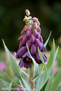21st Apr 2020 - Fritillaria Persica