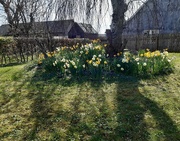 22nd Apr 2020 - At the bottom of the garden 
