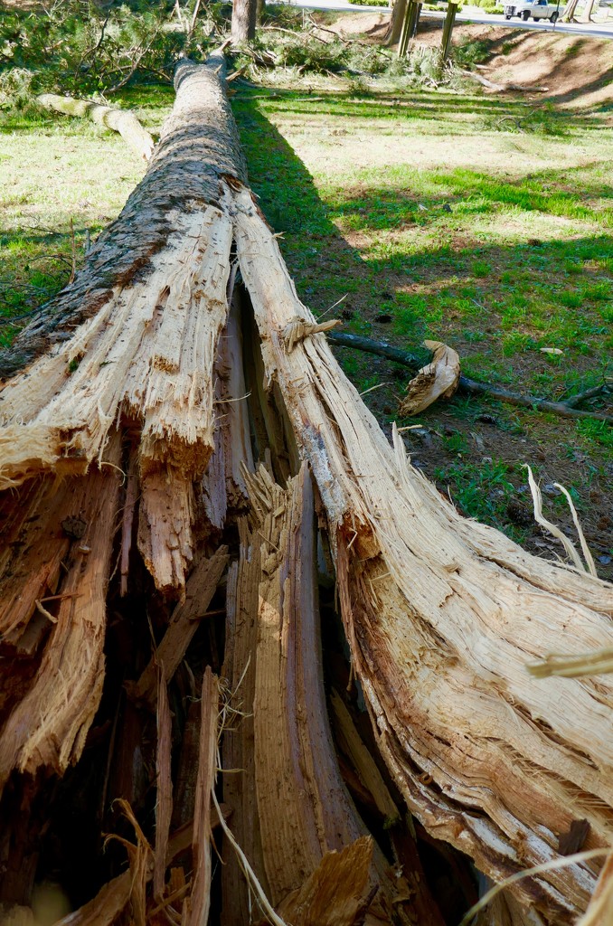 Long Pine torn down by the wind, Atlanta by swagman