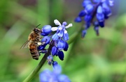 19th Apr 2020 - Don't Bee Blue