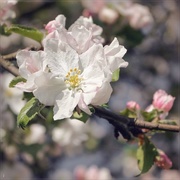 23rd Apr 2020 - apple blossom