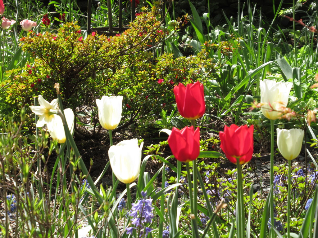 national tulips by anniesue