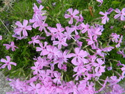 23rd Apr 2020 - Pink Phlox Flowers