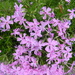Pink Phlox Flowers by sfeldphotos