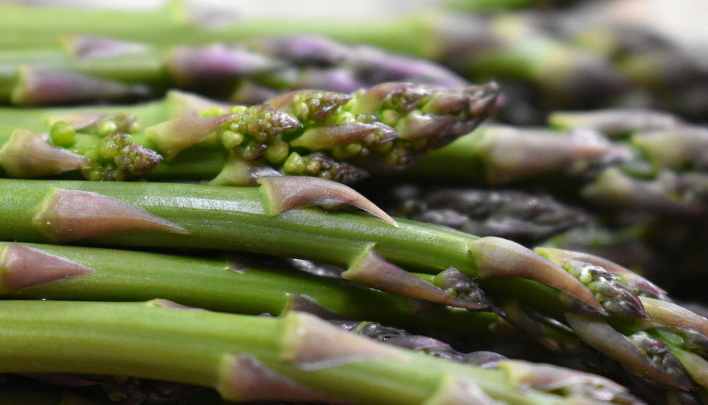 asparagus by homeschoolmom