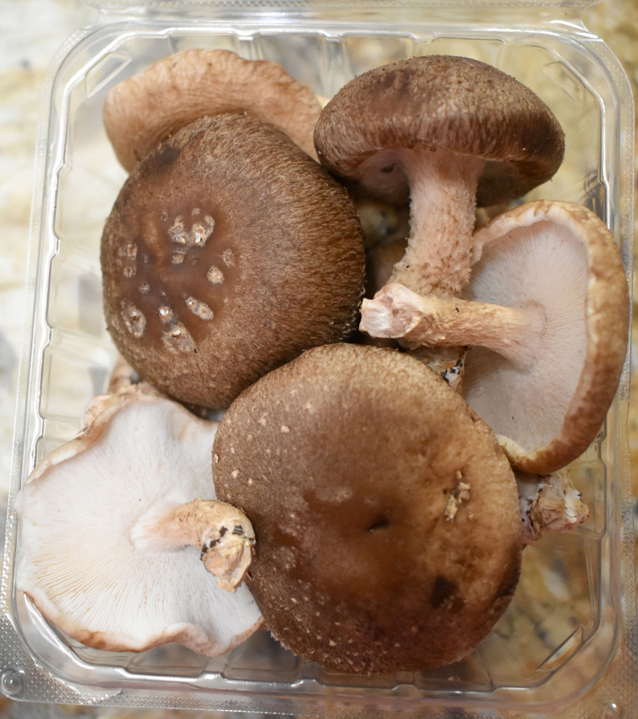 Fresh Shitake mushrooms by homeschoolmom