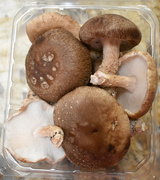 23rd Apr 2020 - Fresh Shitake mushrooms