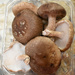 Fresh Shitake mushrooms by homeschoolmom