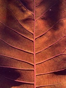 23rd Apr 2020 - Smoke Tree Leaf