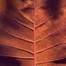 Smoke Tree Leaf by shookchung