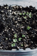 23rd Apr 2020 - All begins inside a tiny seed