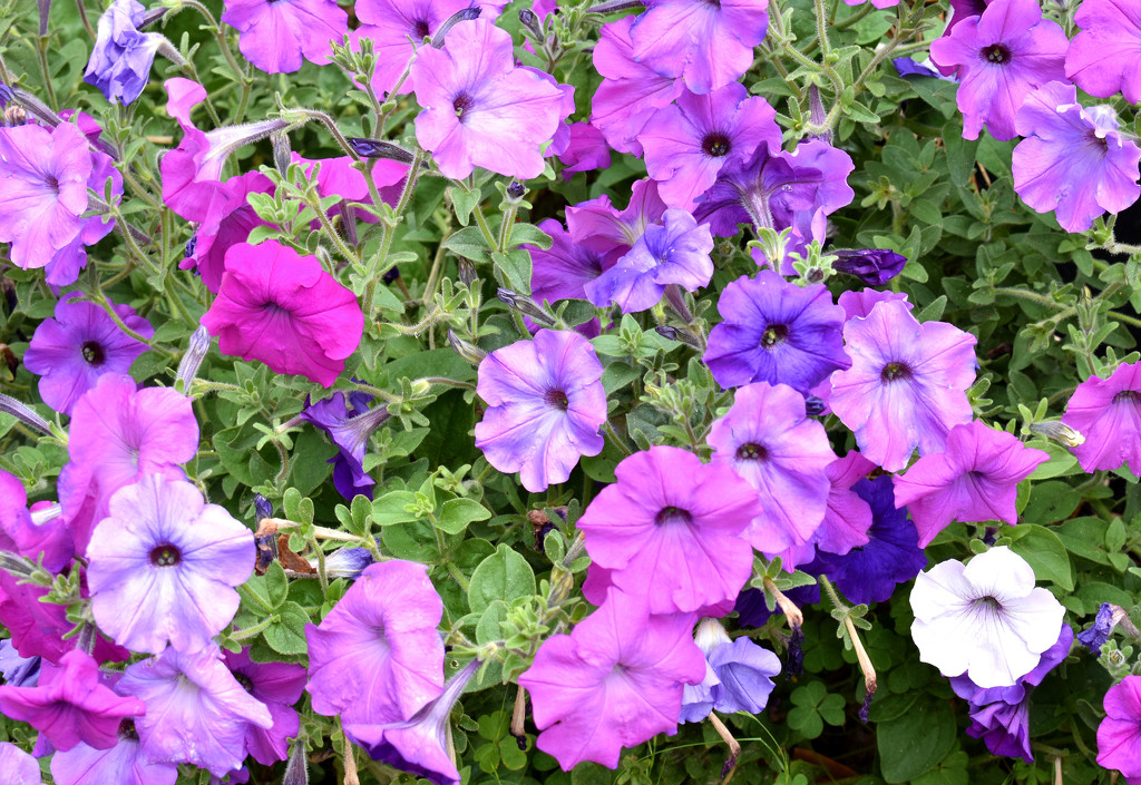 Pink and "off-pink" Petunias by homeschoolmom