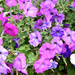 Pink and "off-pink" Petunias by homeschoolmom