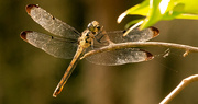23rd Apr 2020 - Today's Dragonfly!