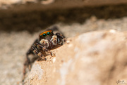 24th Apr 2020 - Jumping Spider