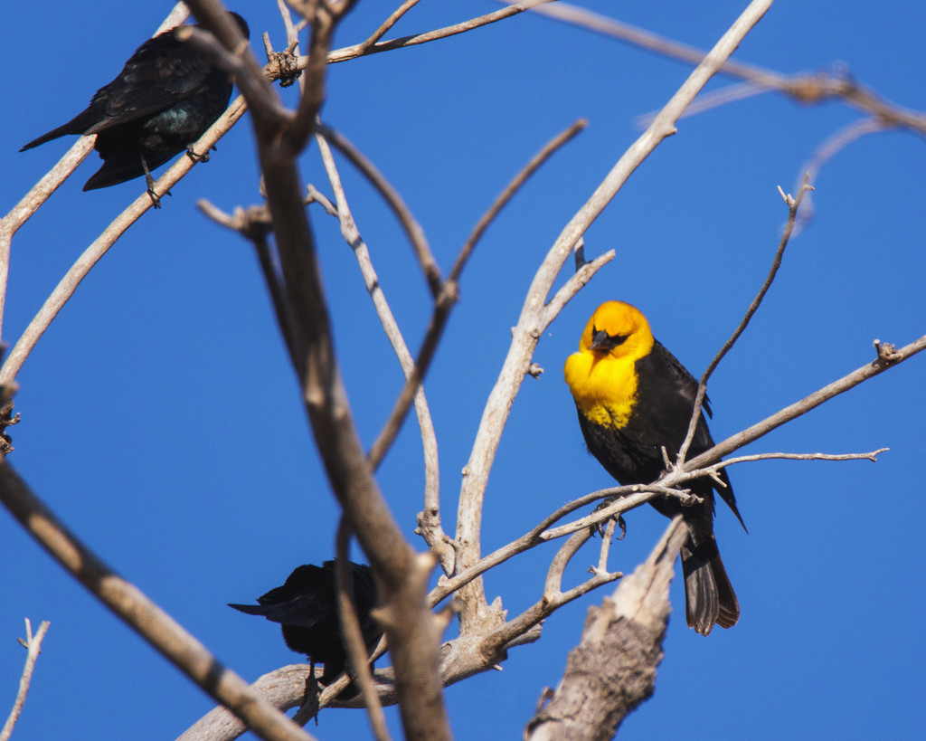 yellow headed blackbird by aecasey