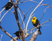 22nd Apr 2020 - yellow headed blackbird
