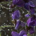 Violets in Bubbles by gq
