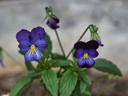 8th Jan 2020 - Violet or Pansy?